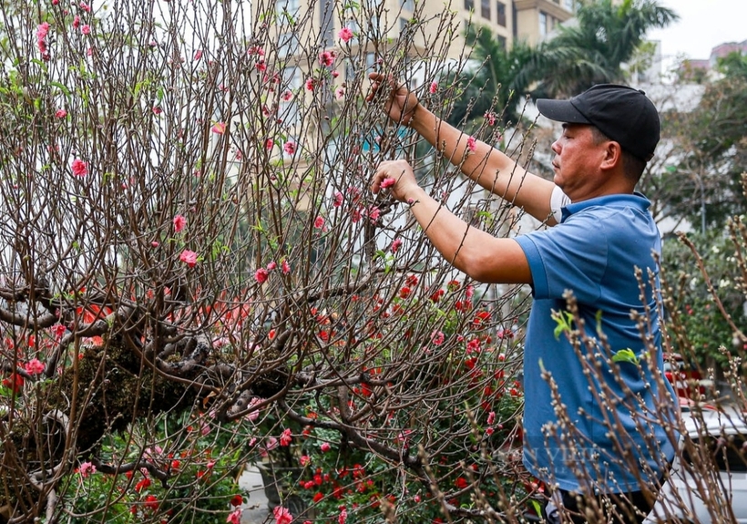 Đào, quất xuống phố Đào, quất xuống phố